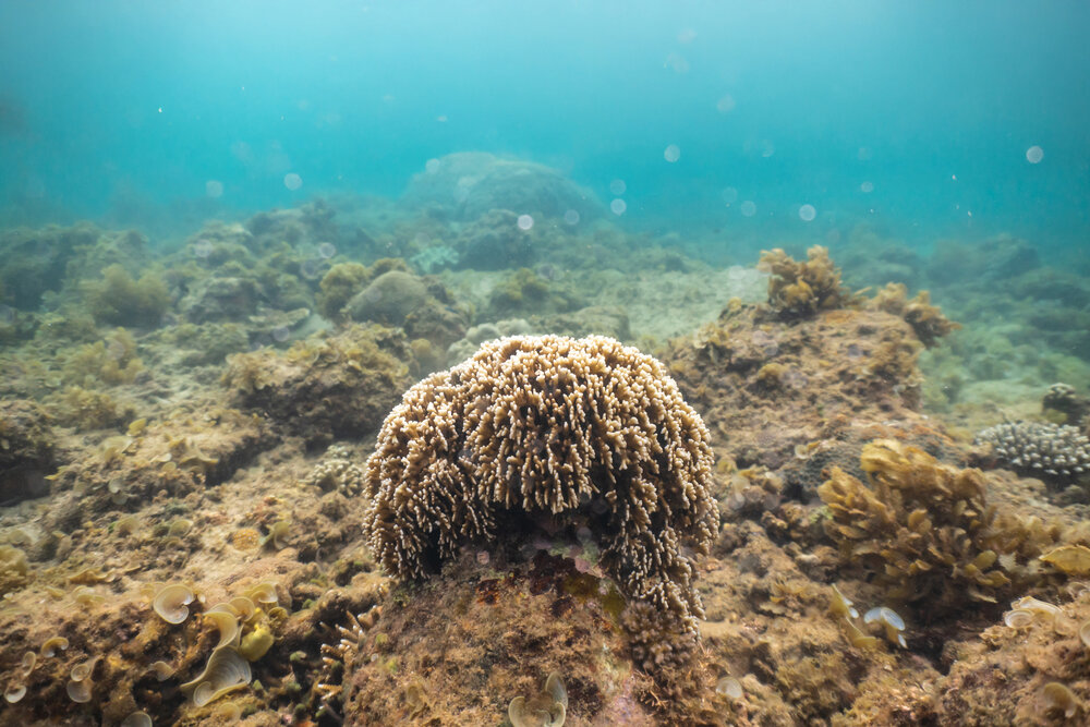 Guardian of the Reef