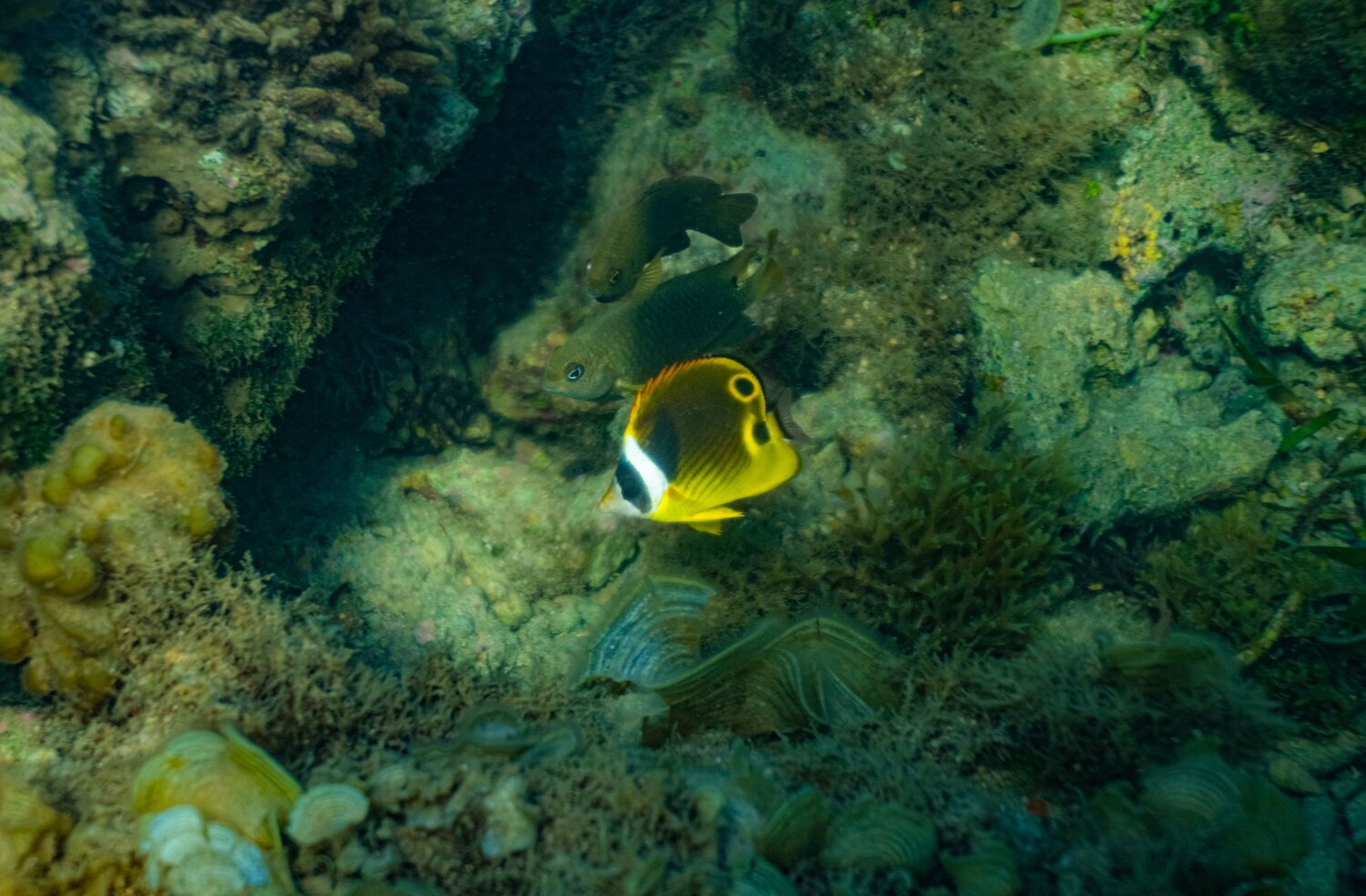 Hidden Jewel of the Reef