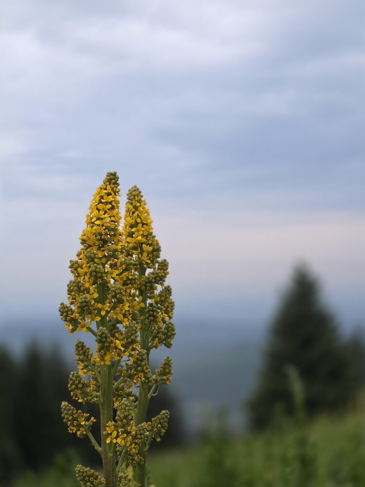 Photograph by Эльвира