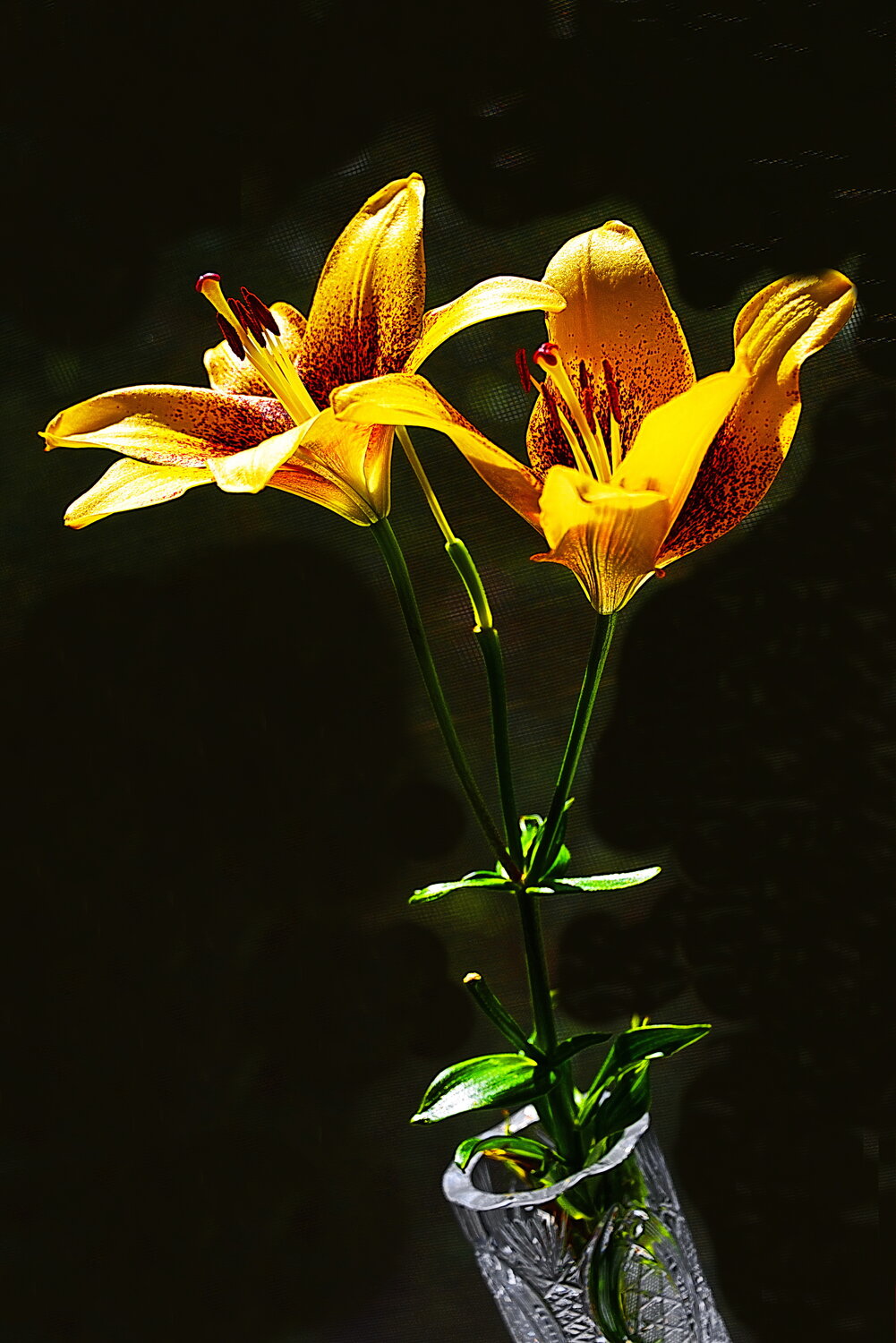 Photo #13896835