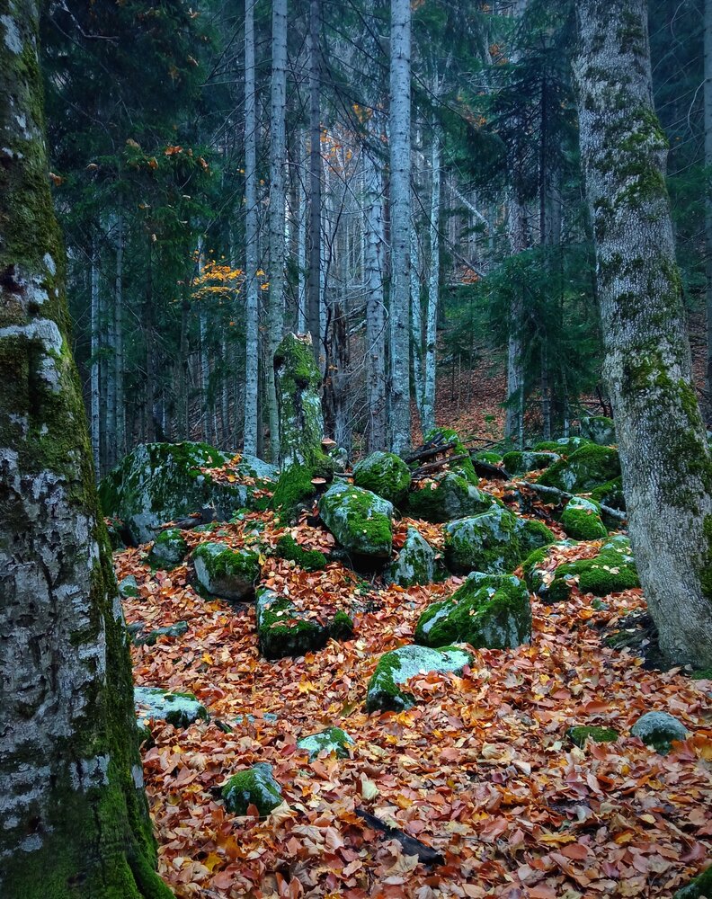 Фотография автора Светлана Ищенко