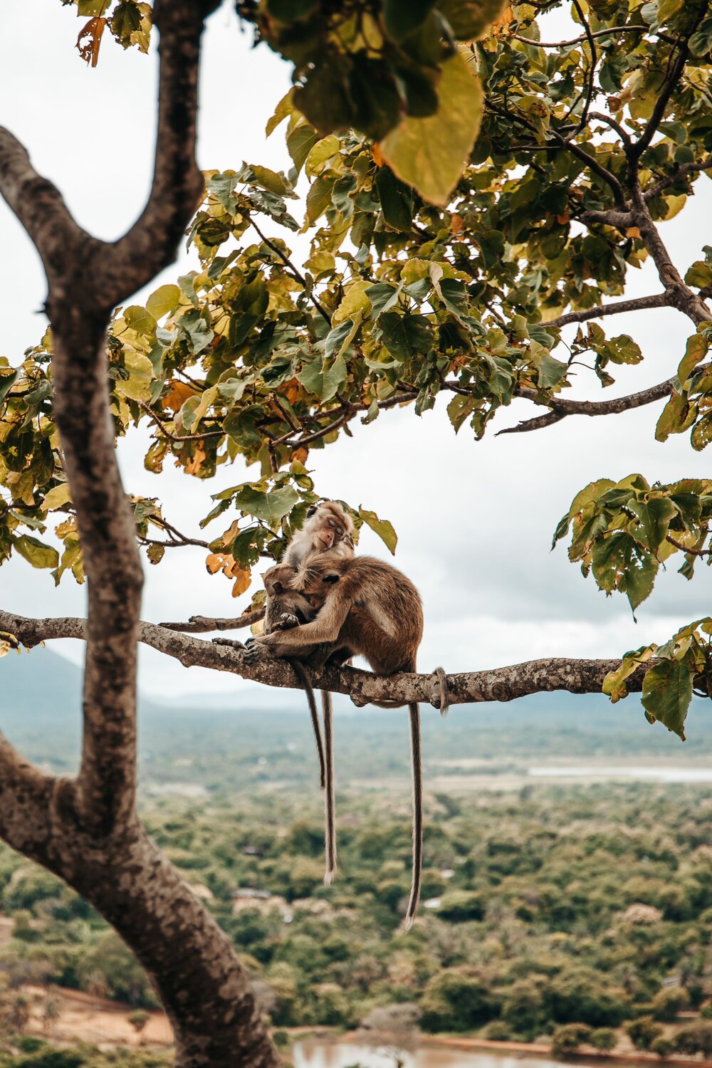Peace in the Wild