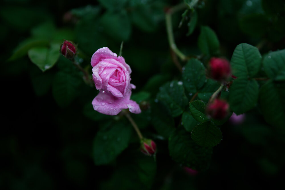 Photograph by Roman