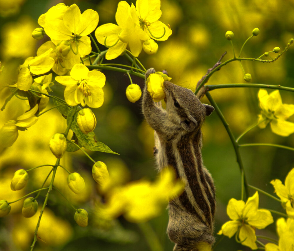 Nature’s Golden Shower