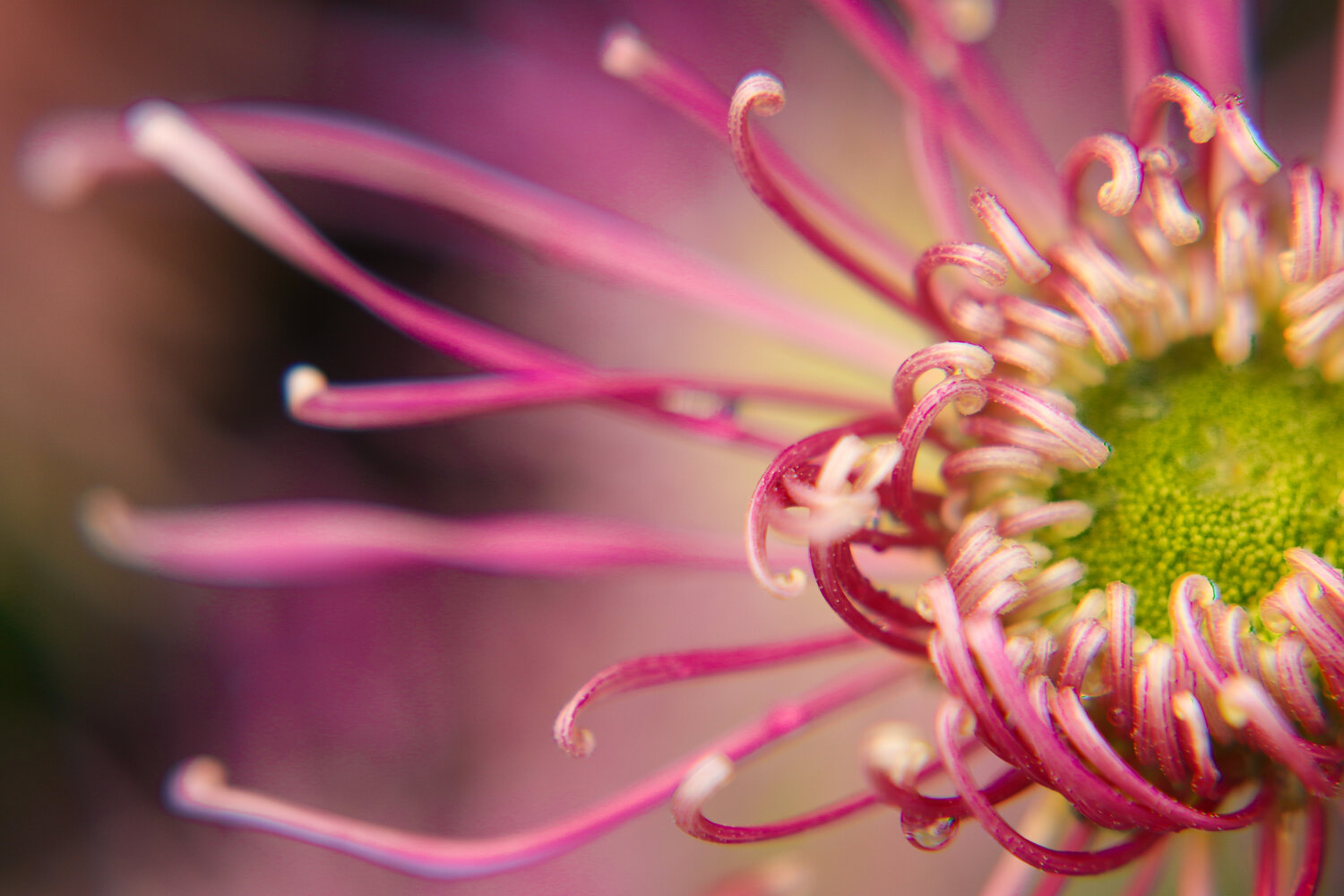 Nature’s Delicate Sculpture