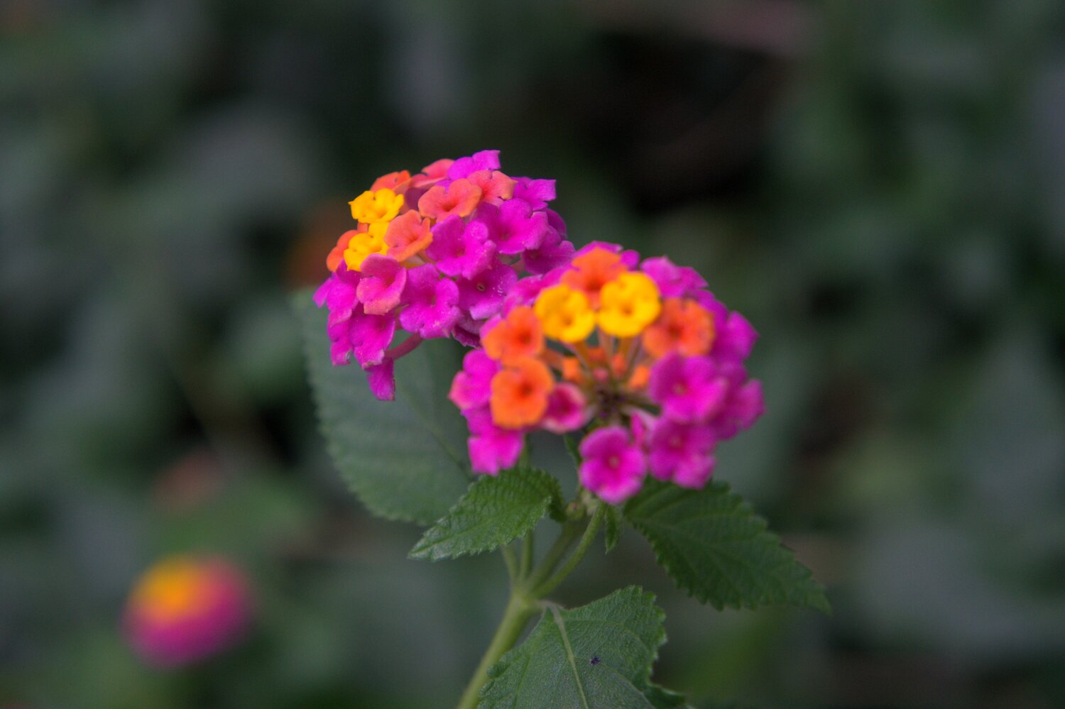 Пышное соцветие Lantana camara, широко известной как дикий шалфей
