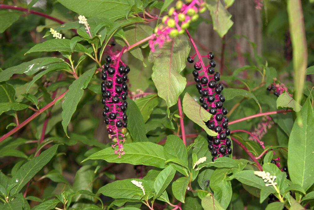 Фитолакка американская (Phytolacca americana) с гроздьями тёмно-фиолетовых ягод