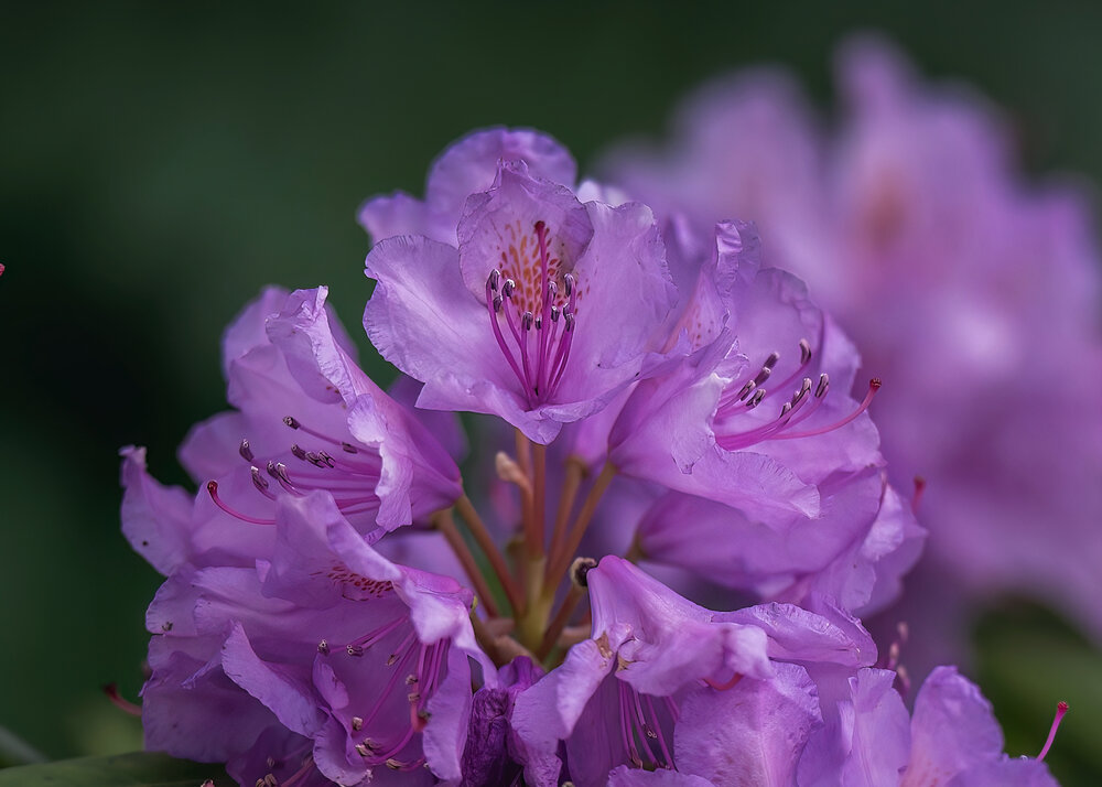 Фотография автора Ольга Фомичева