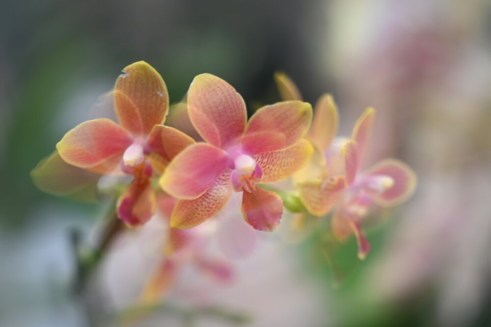 Photograph by Lana Weinstein
