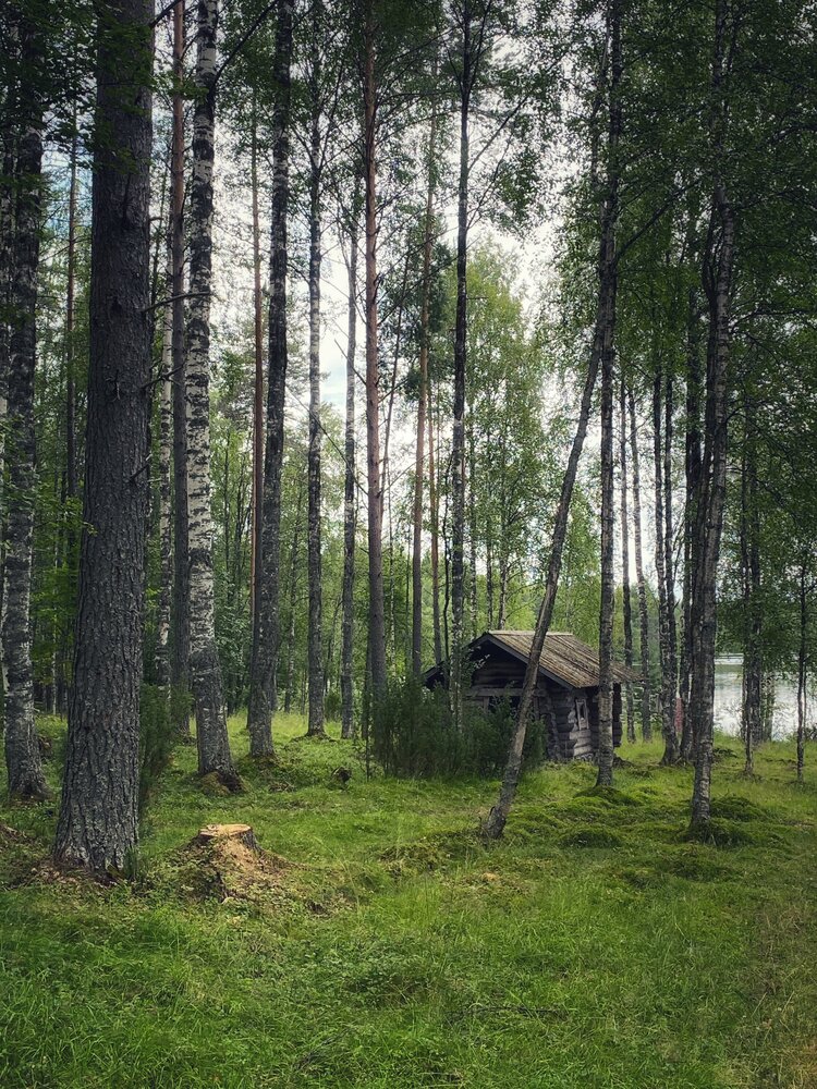 Северный лес