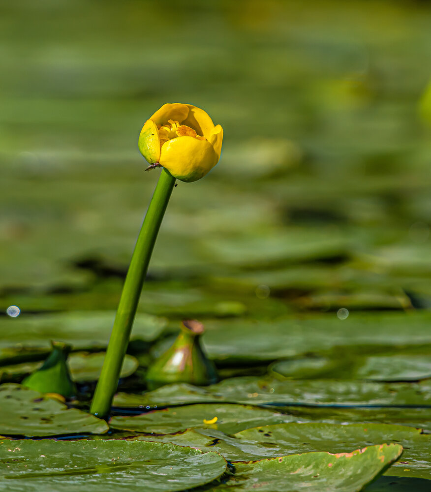 Photograph by Николай Абакумов