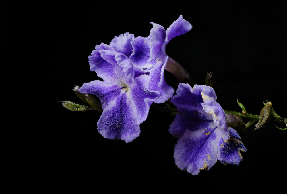 Photograph by Bùi Ngọc Hiếu