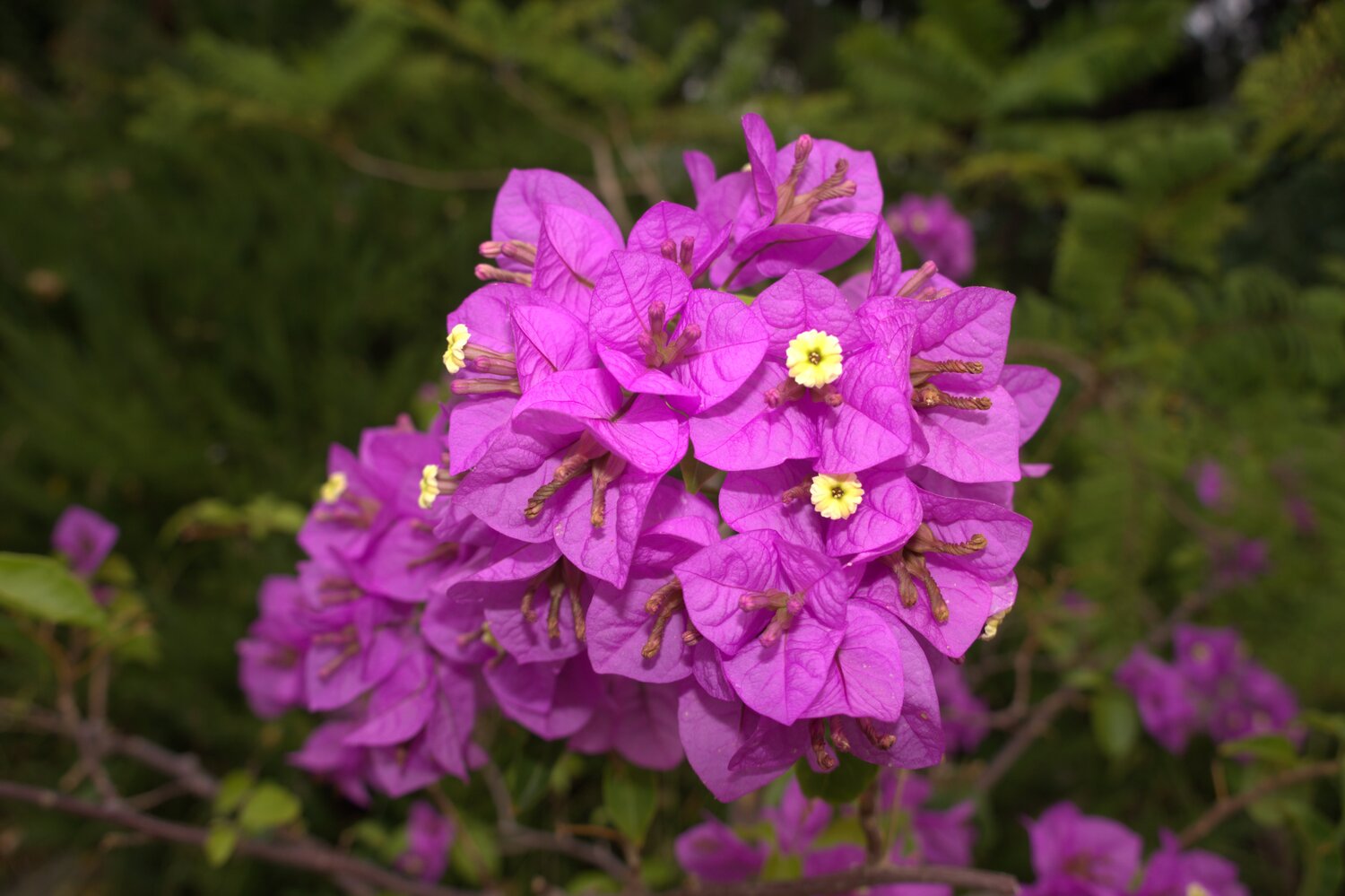 Крупное и пышное соцветие бугенвиллии (Bougainvillea), также известной как «бумажный цветок»