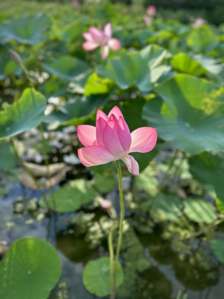 Photograph by Полина Николаева