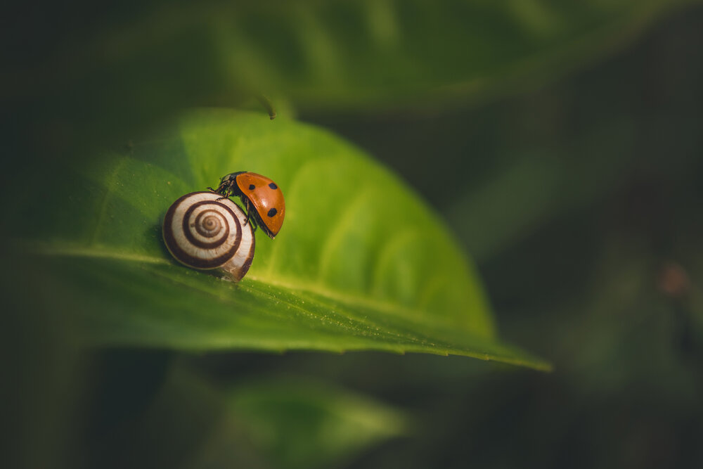 Photograph by Fahrudin Seferagić