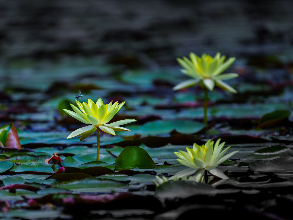 Photograph by Nic Kiew