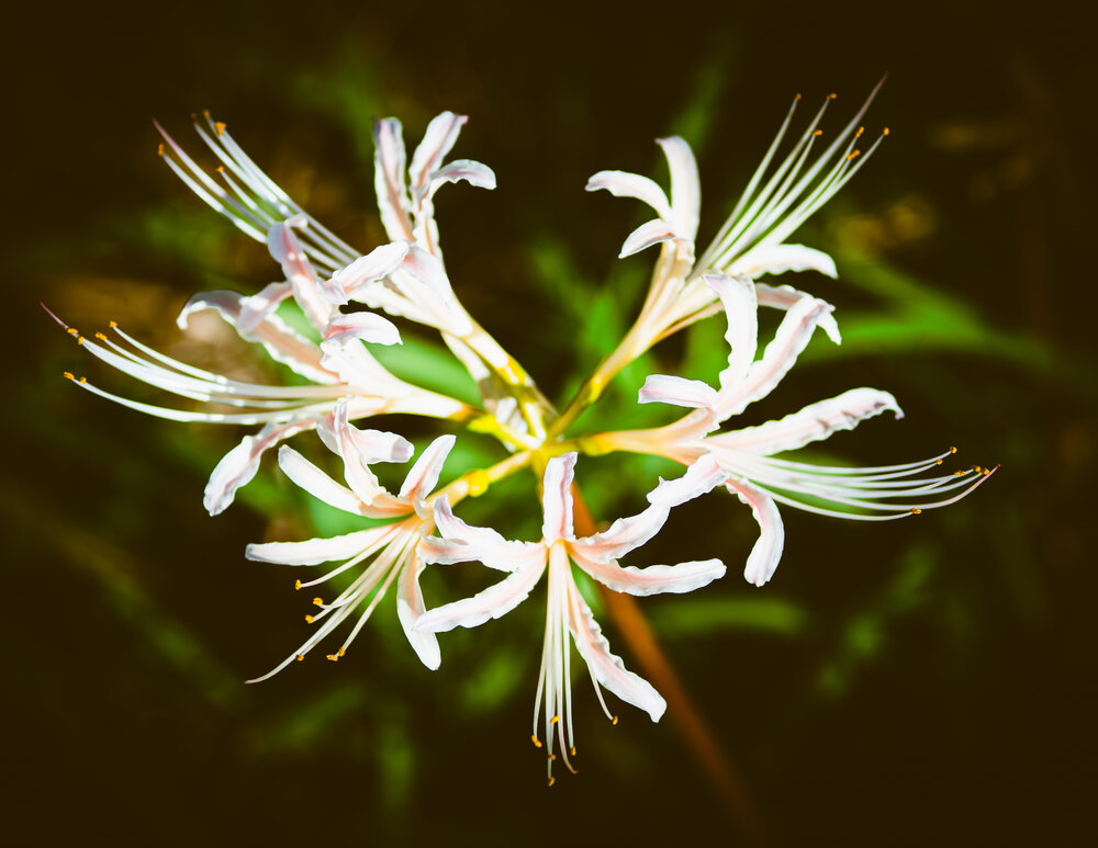 Photograph by Kuramochi Kunio