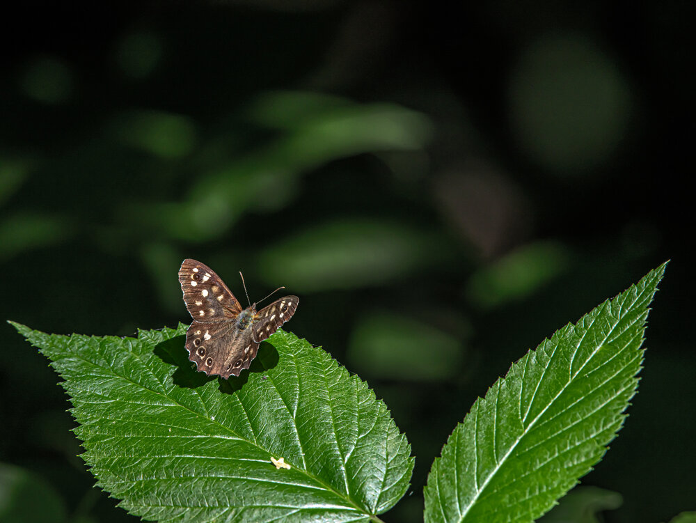 Photograph by Николай Абакумов