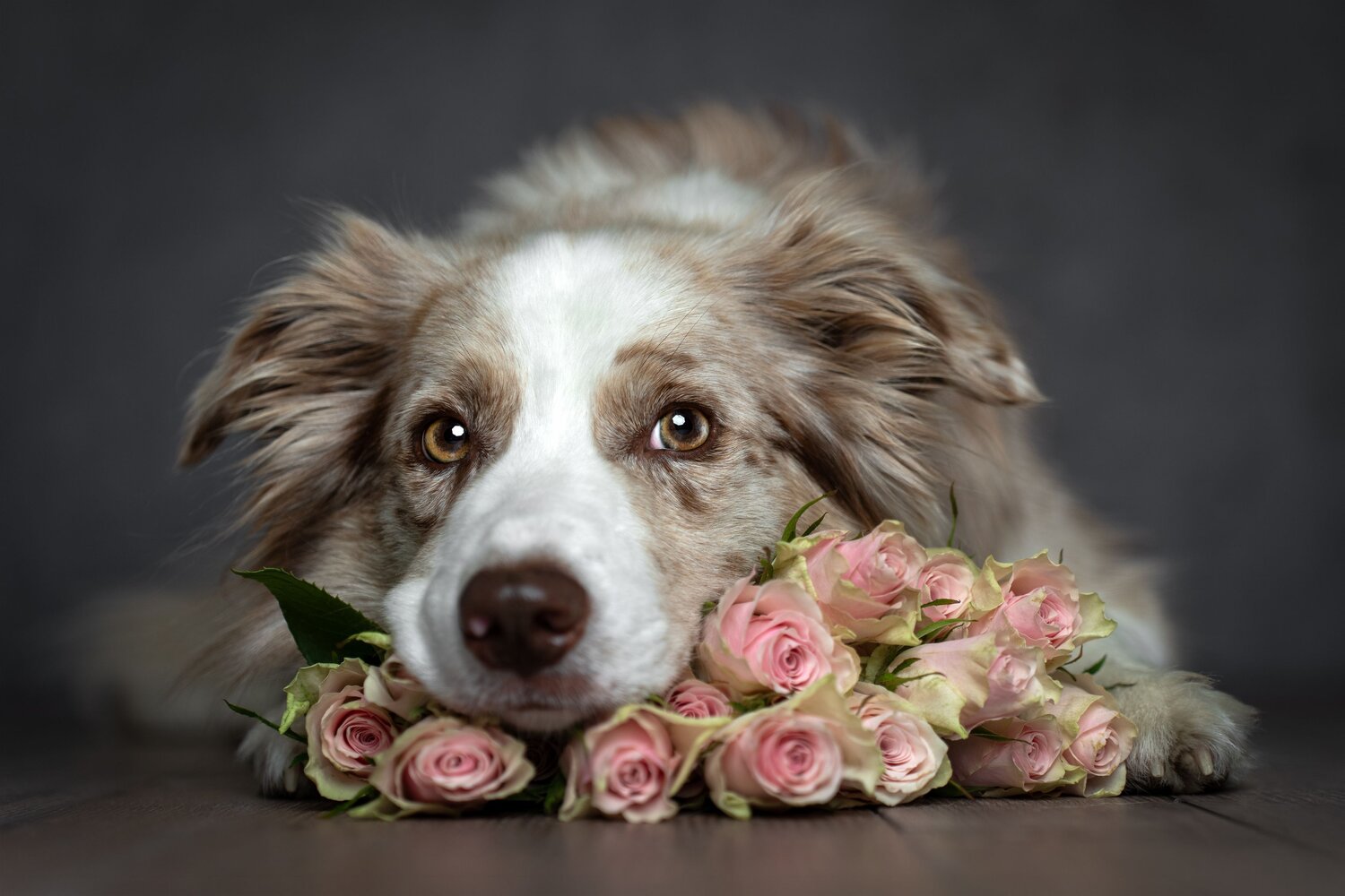 Among Roses