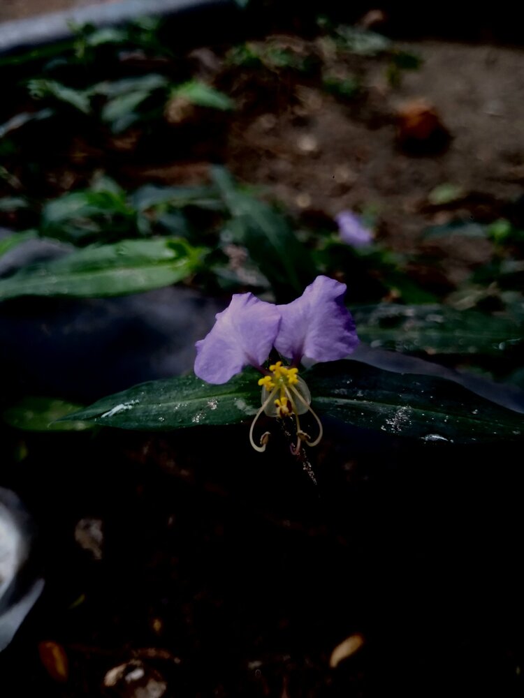 Purple Whispers | Delicate Bloom