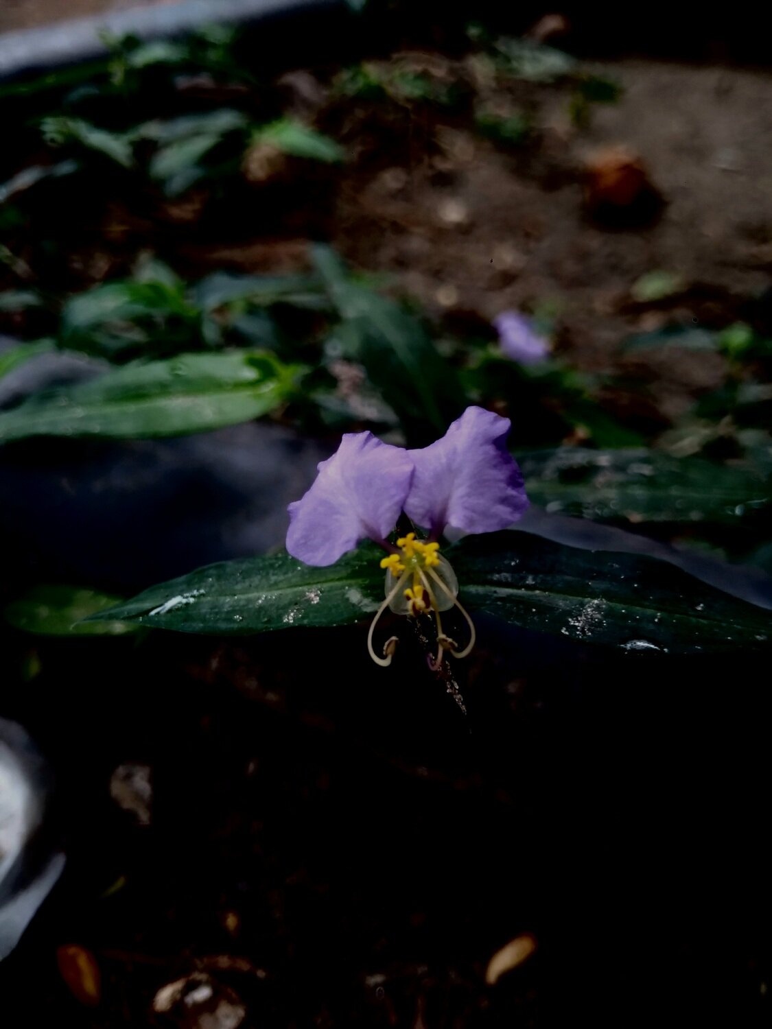 Purple Whispers | Delicate Bloom