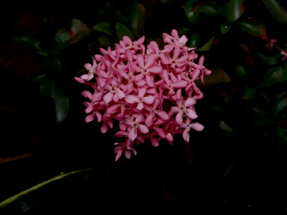 Pink_cluster