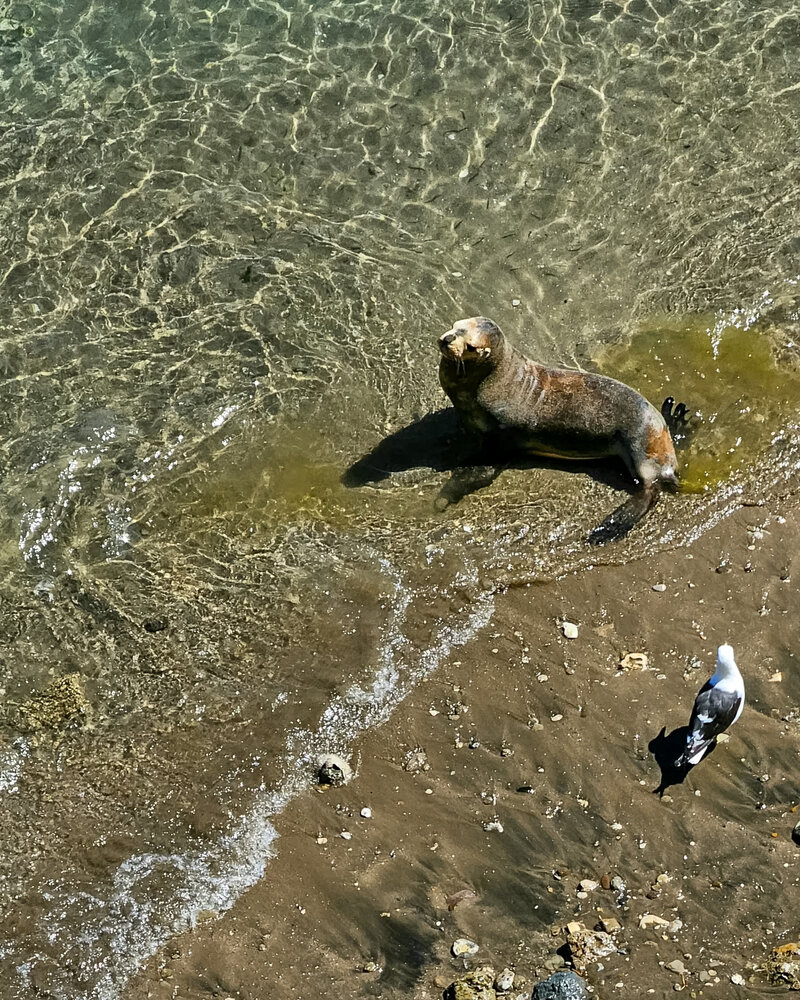 Shared Shore