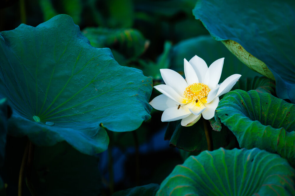 Photograph by Nguyễn Đức Toàn