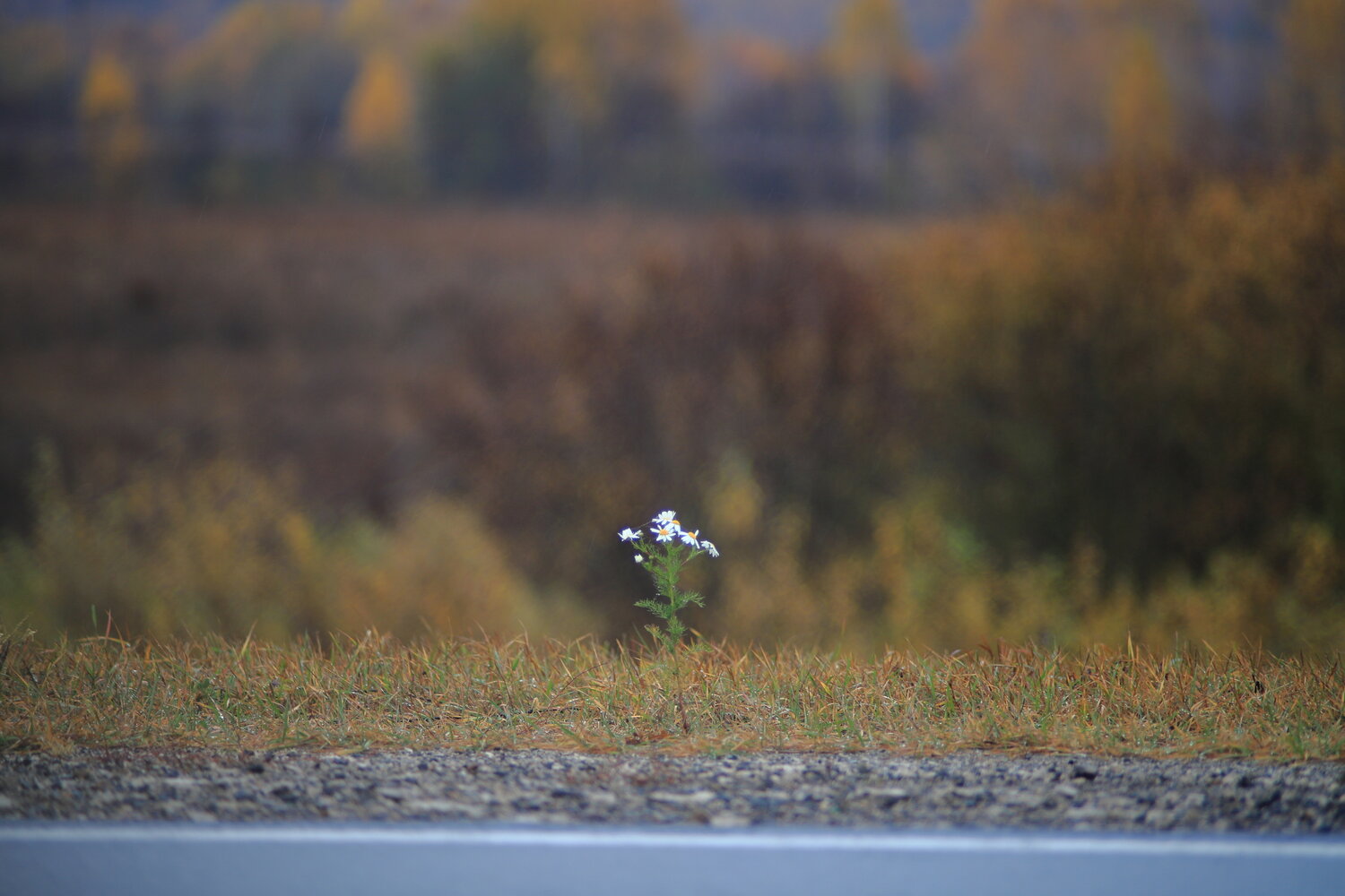 Photo #13898302