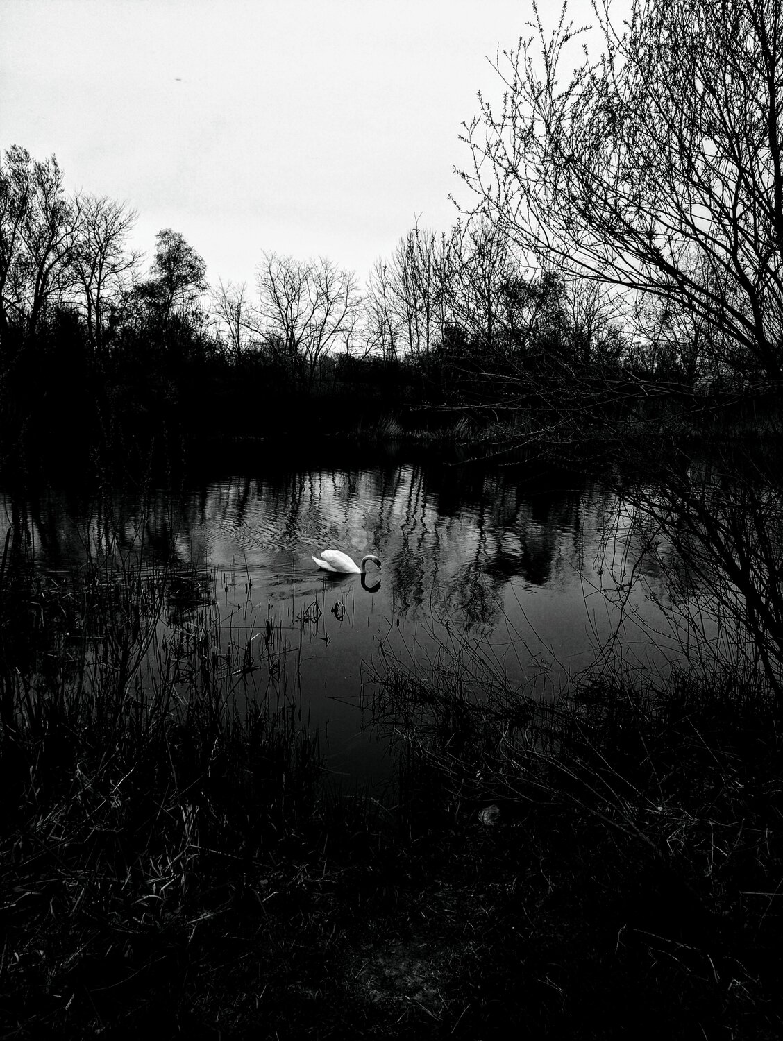 Photo #13898425