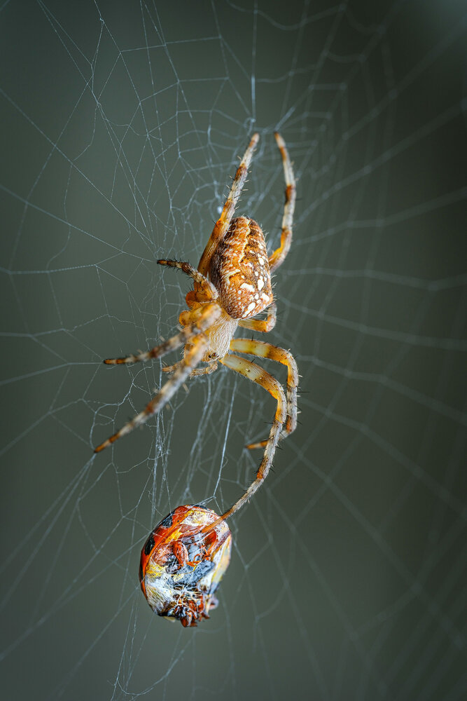 Photograph by Владимир Сковородников