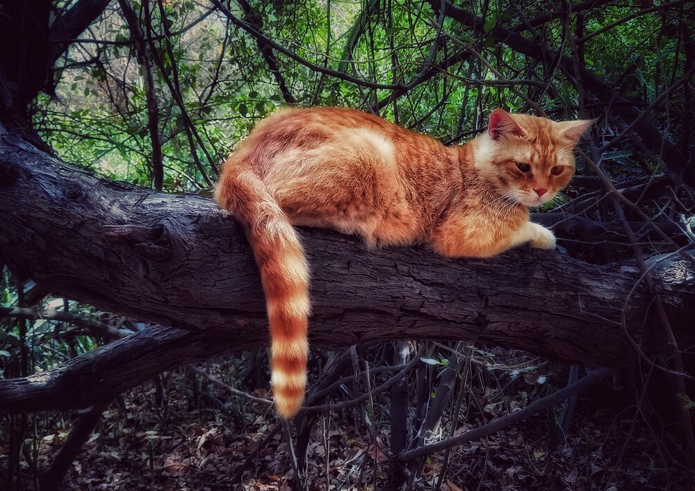 Orange Cat on Tree Trunk