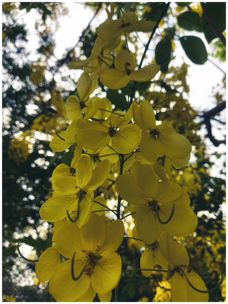 Golden Cascades
