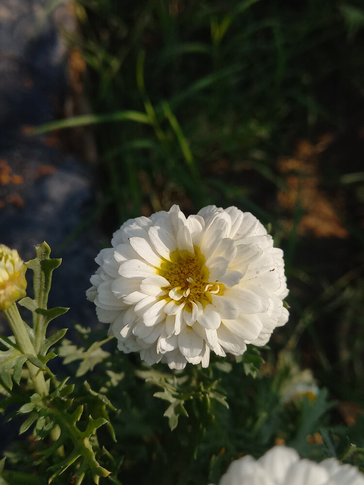 Purity in Bloom