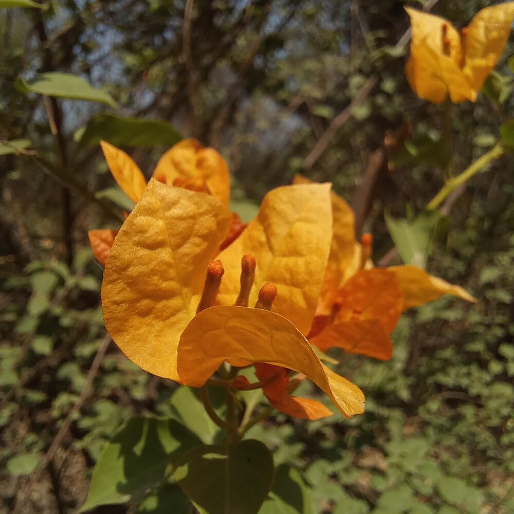 Sun-Kissed Petals