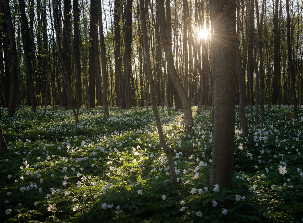 Photograph by Ivan Glinskiy