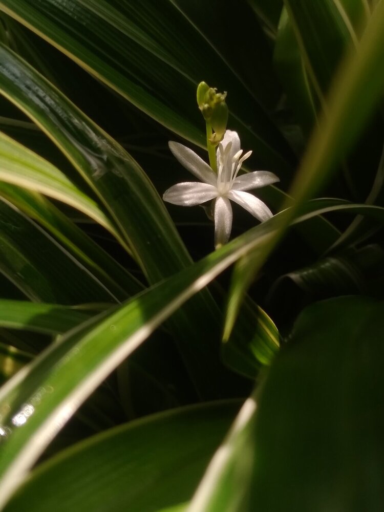 Star of the Shade