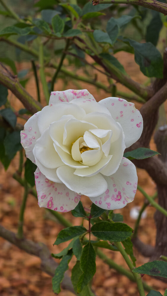 White Rose with Pink Hues