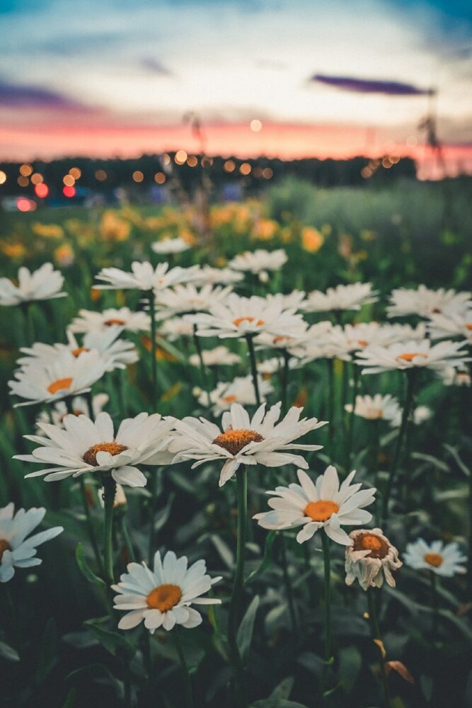 Photograph by Михаил Гуменный