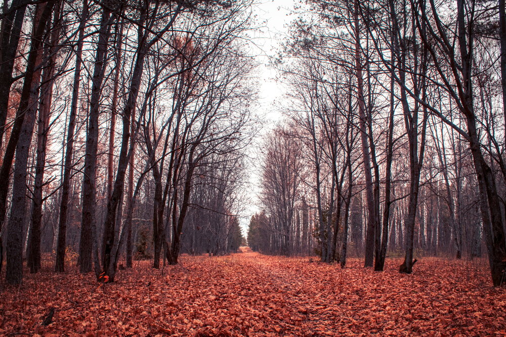 Фотография автора Олег Каленин