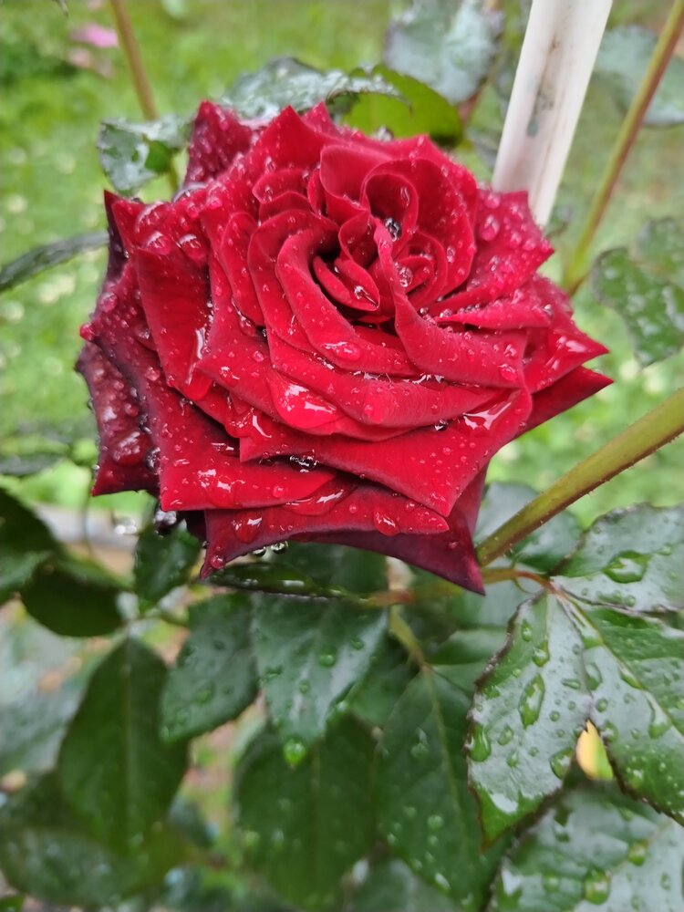 Photograph by Елена