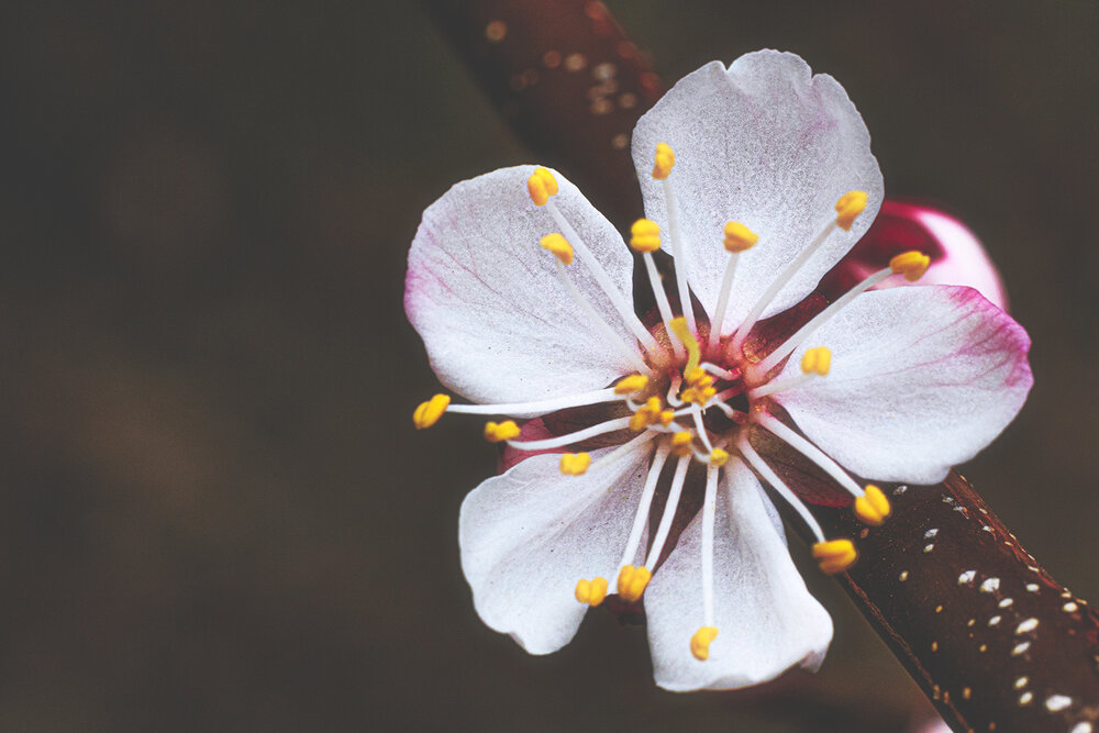 Apricot flower
