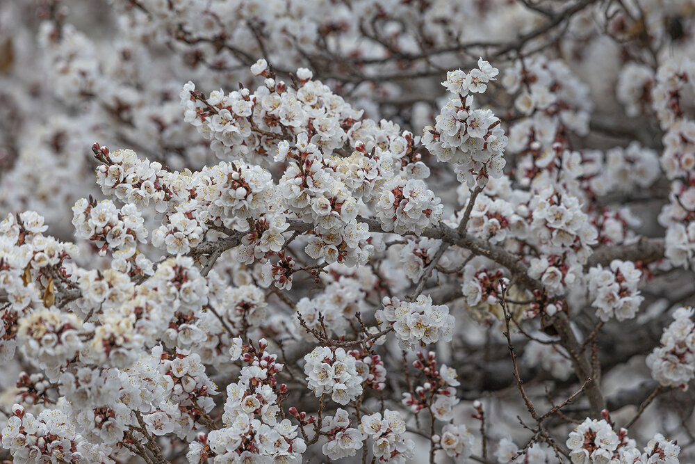 Apricot flower tree