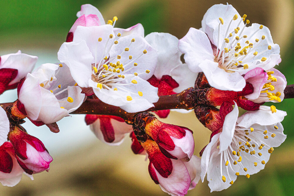 Apricot flower