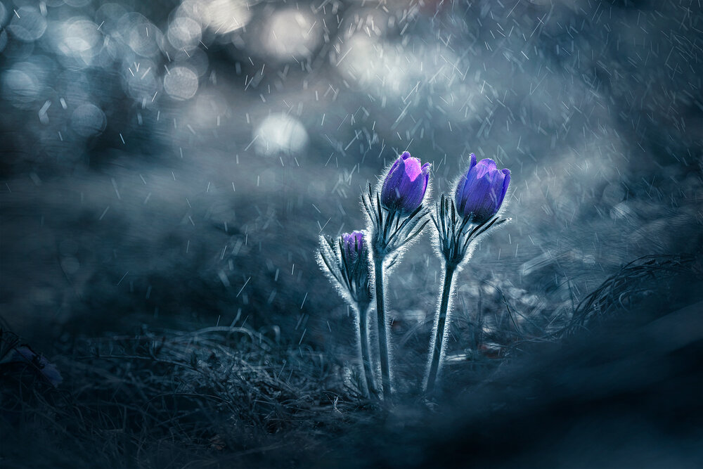 Photograph by Александър Александров