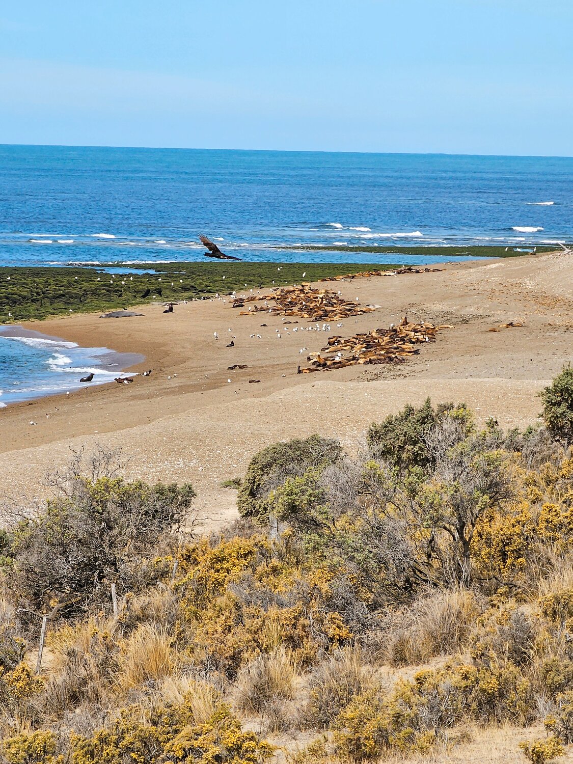 Sea Lion Colony at Punta Norte