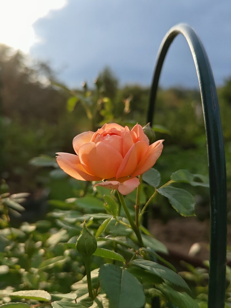 Photograph by Елизавета Бурда