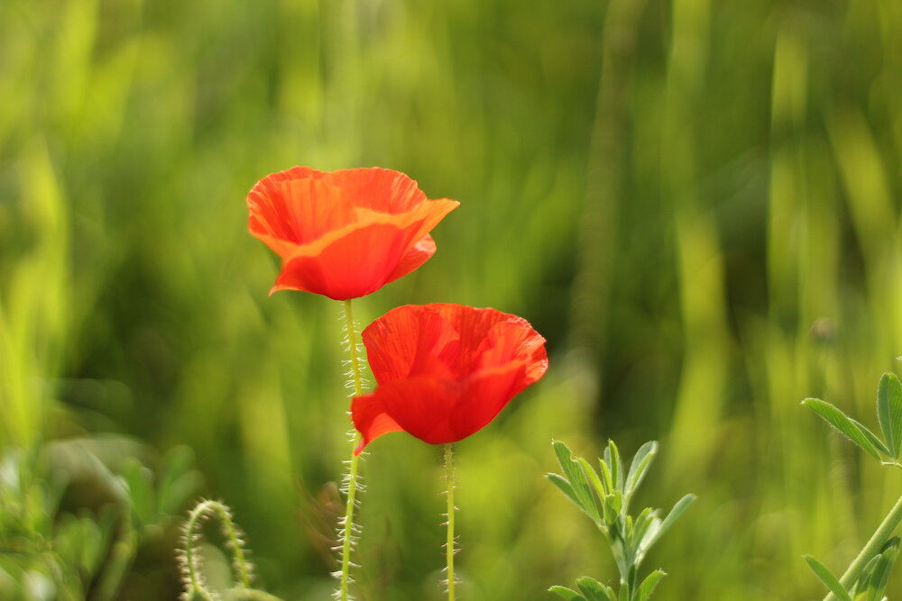 Photograph by Елена Кузнецова