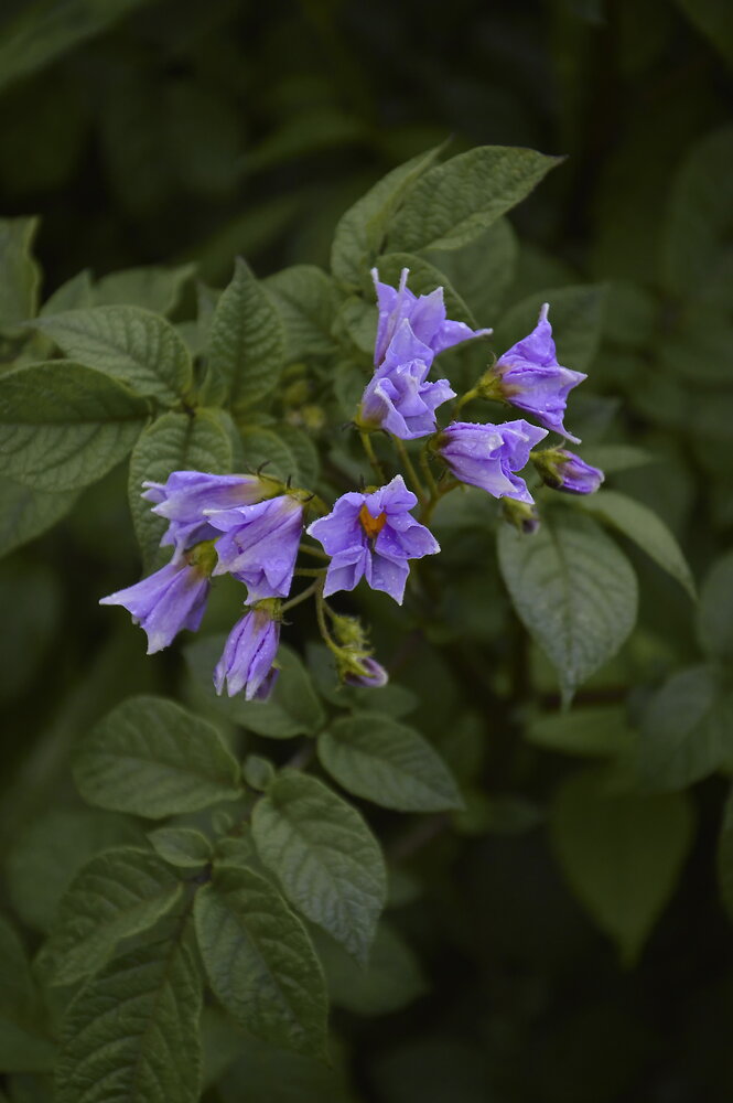 Potatoes flowers