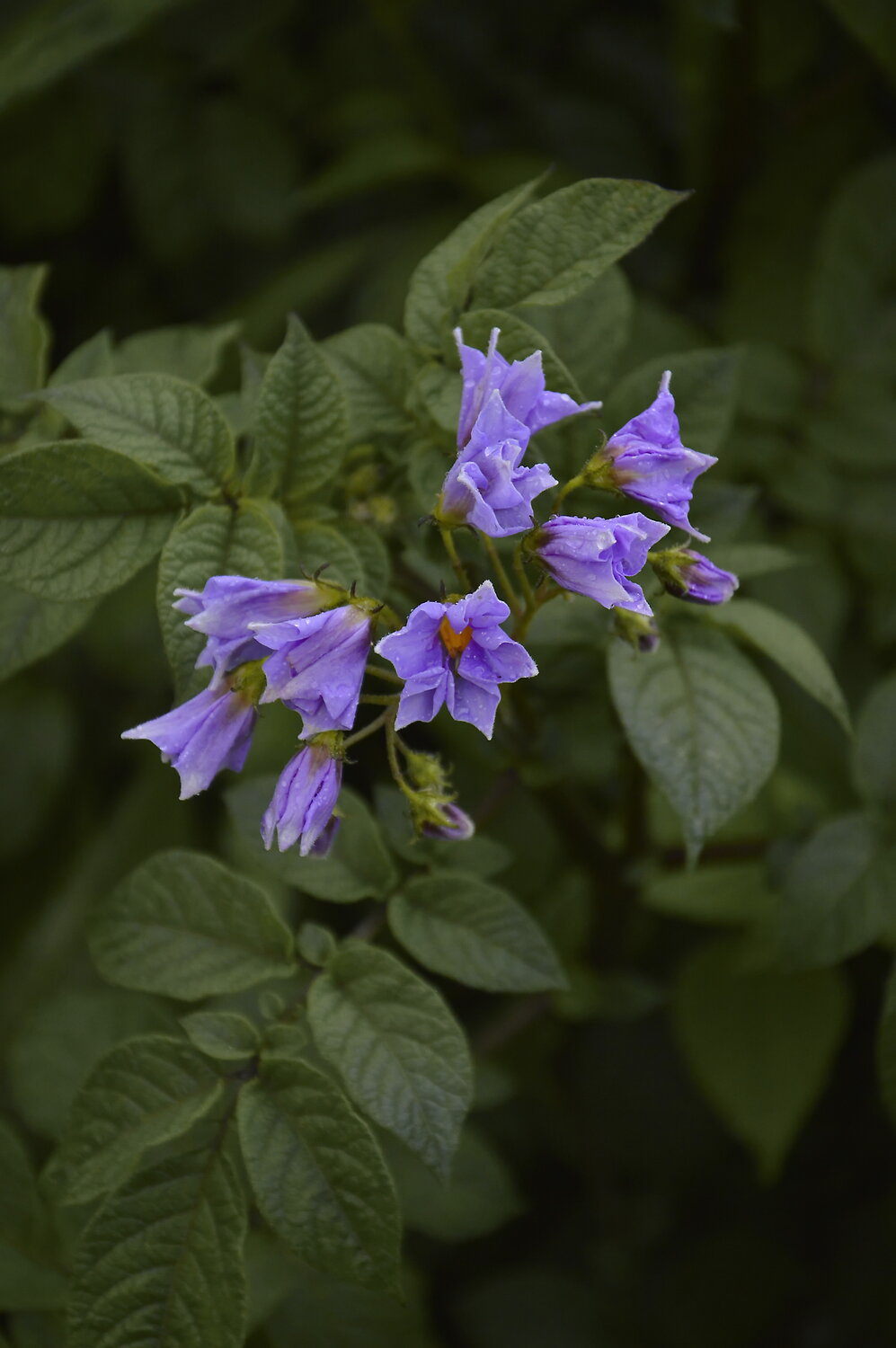 Potatoes flowers